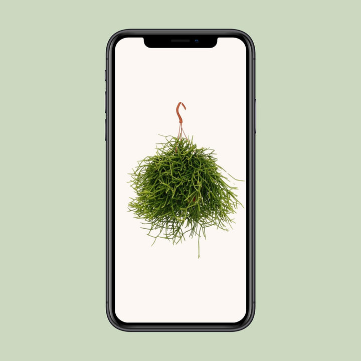 Rhipsalis Heteroclada - Ø17cm - ↕25cm
