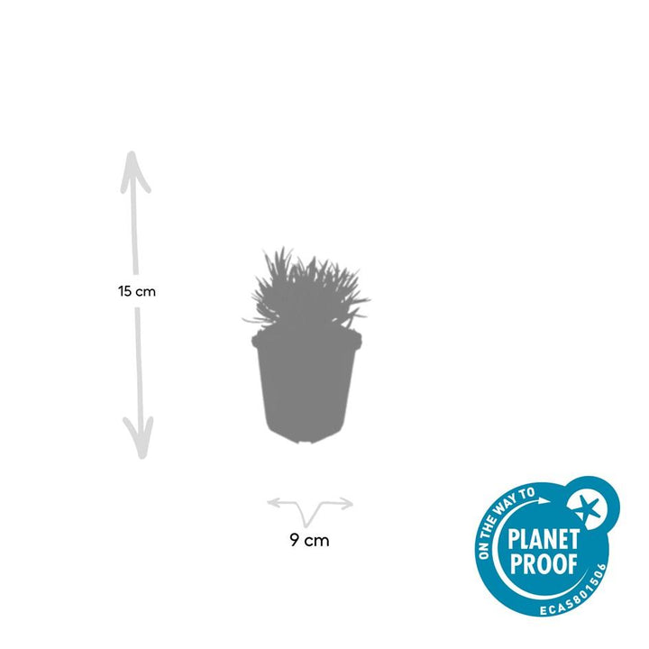 20x Lavandula int. 'Edelweiss' - ↕10-25cm - Ø9cm