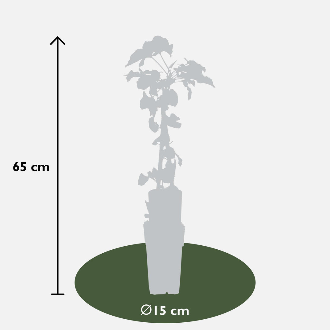 Fallopia baldschuanica - Bruidsluier - Ø15cm - ↕65cm