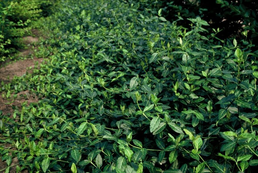 24x Euonymus fort. 'Dart's Blanket' - ↕10-25cm - Ø9cm