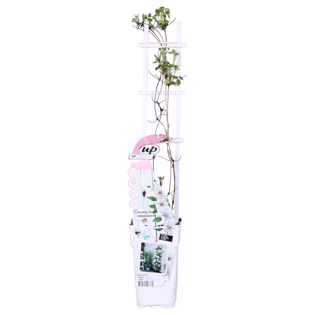 Clematis Corinne - Clematis Evison Wit - Ø15cm - ↕65cm - Ø15 - ↨65cm