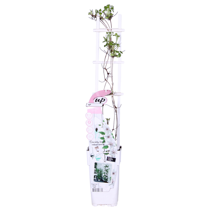 Clematis Corinne - Clematis Evison Wit - Ø15cm - ↕65cm - Ø15 - ↨65cm