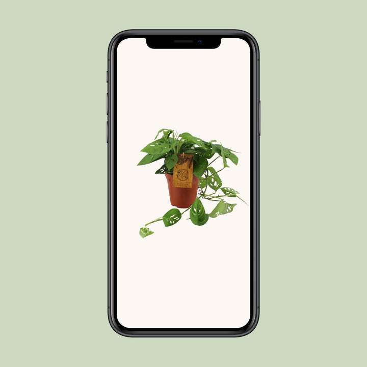 Monstera Adansonii - Ø15cm - ↕40cm