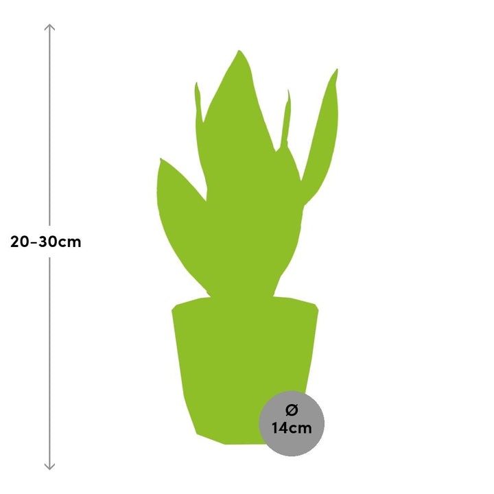 Sansevieria Futura Superba in ELHO b.for rock 14 cm warm grey
