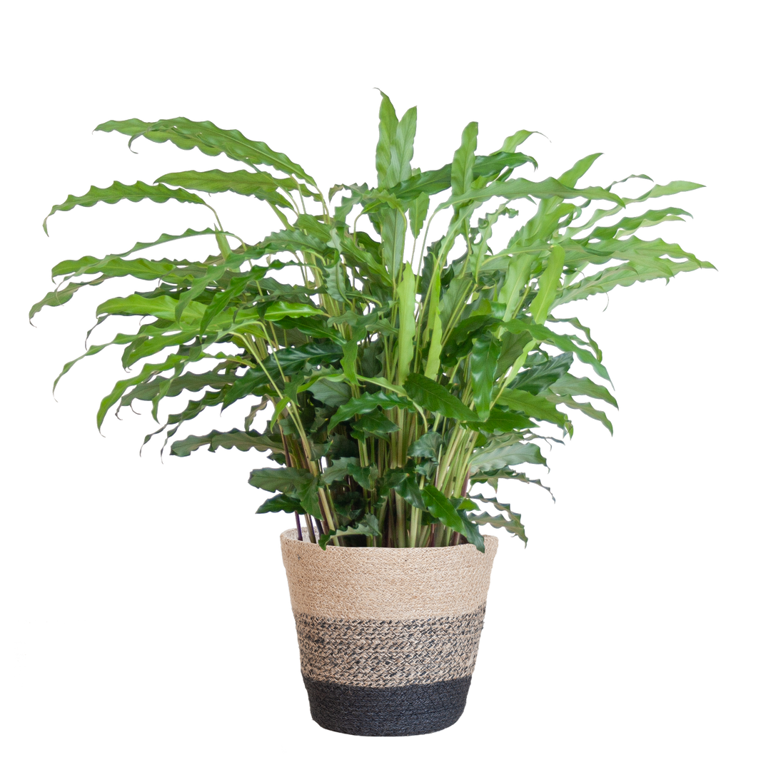 Calathea Rufibarba met Mand Lissabon zwart - 55cm - Ø17