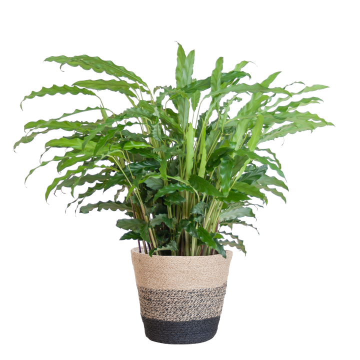 Calathea Rufibarba met Mand Lissabon zwart - 55cm - Ø17