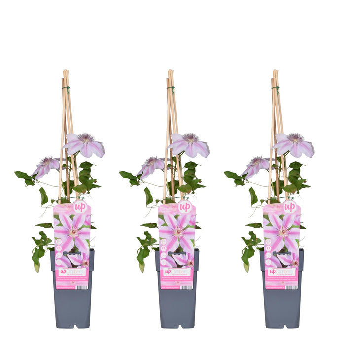 3x - Clematis Nelly Moser - ↨65cm - Ø15