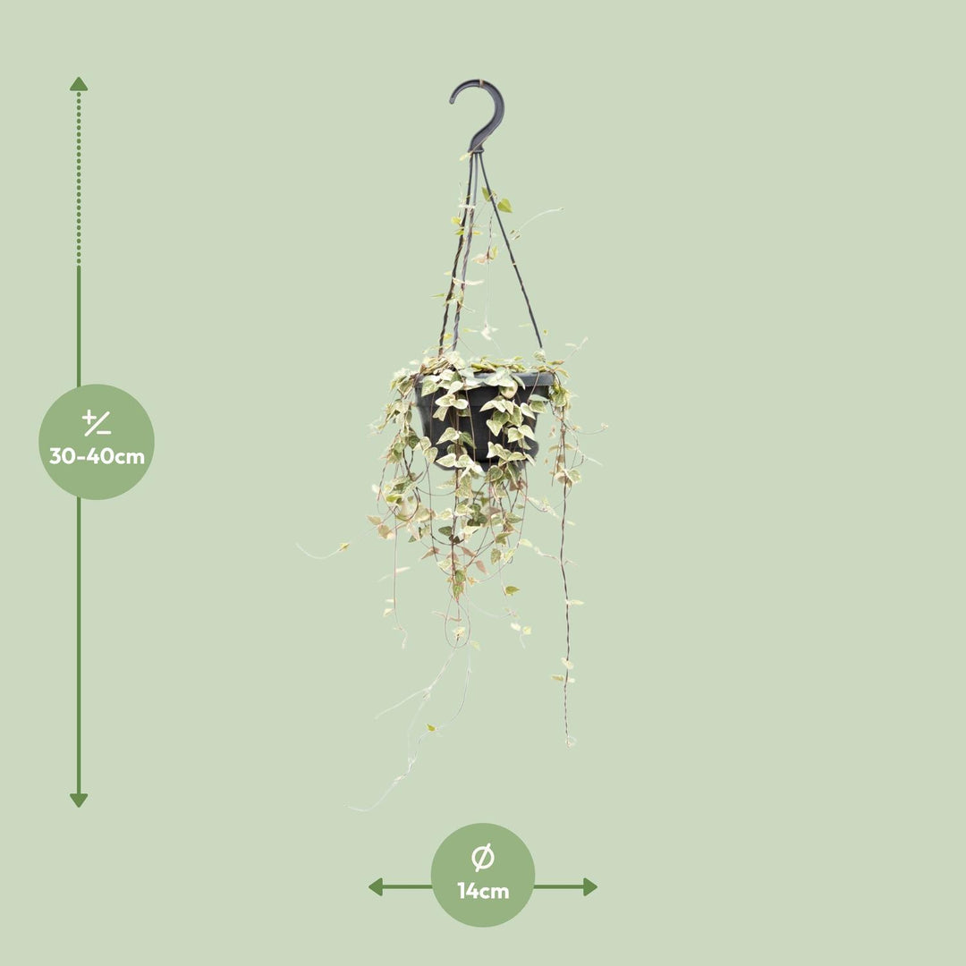 Ceropegia Woodii Merel - Ø14cm - ↕50cm