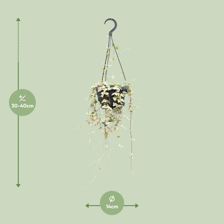 Ceropegia Woodii Merel - Ø14cm - ↕50cm