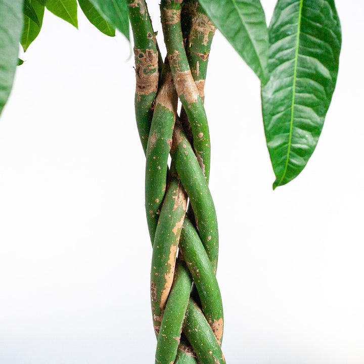 Pachira Aquatica XL met Torun mand - 140cm - Ø24