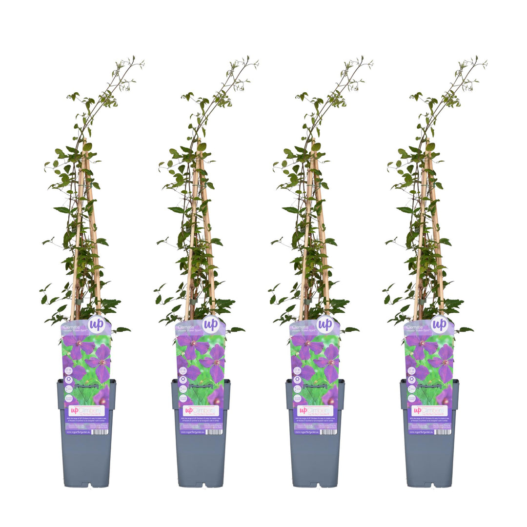 4x - Clematis Viticella 'Polish Spirit' - ↨65cm - Ø15