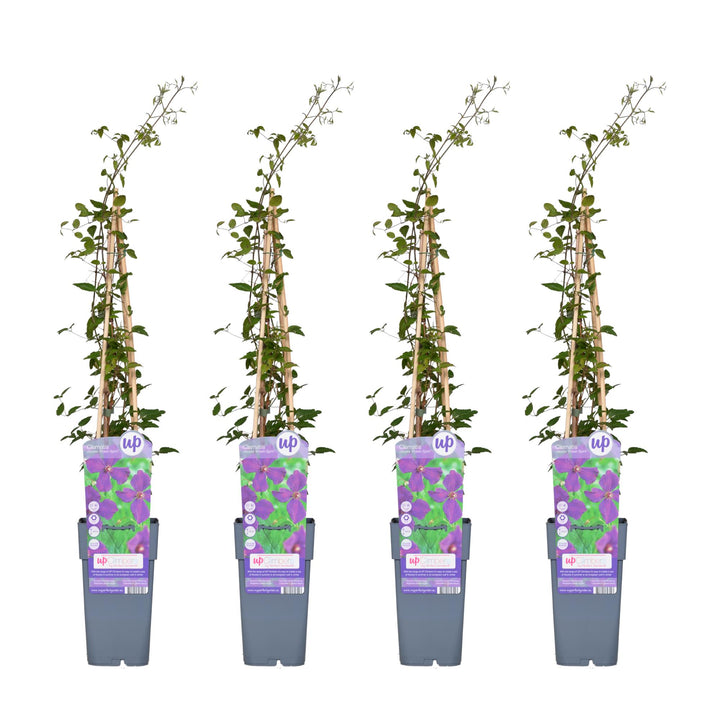 4x - Clematis Viticella 'Polish Spirit' - ↨65cm - Ø15