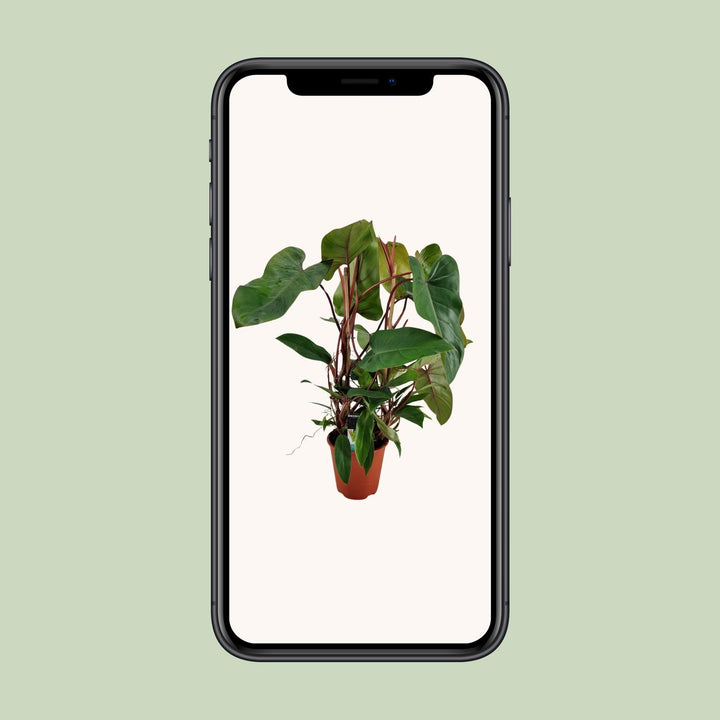 Philodendron Red Twins - Ø19cm - ↕75cm