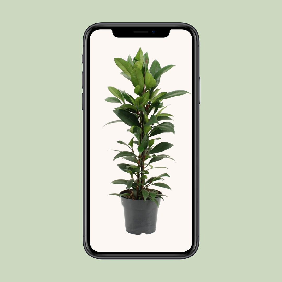 Ficus Cyathistipula - Ø17cm - ↕70cm