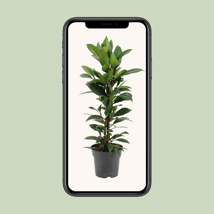 Ficus Cyathistipula - Ø17cm - ↕70cm