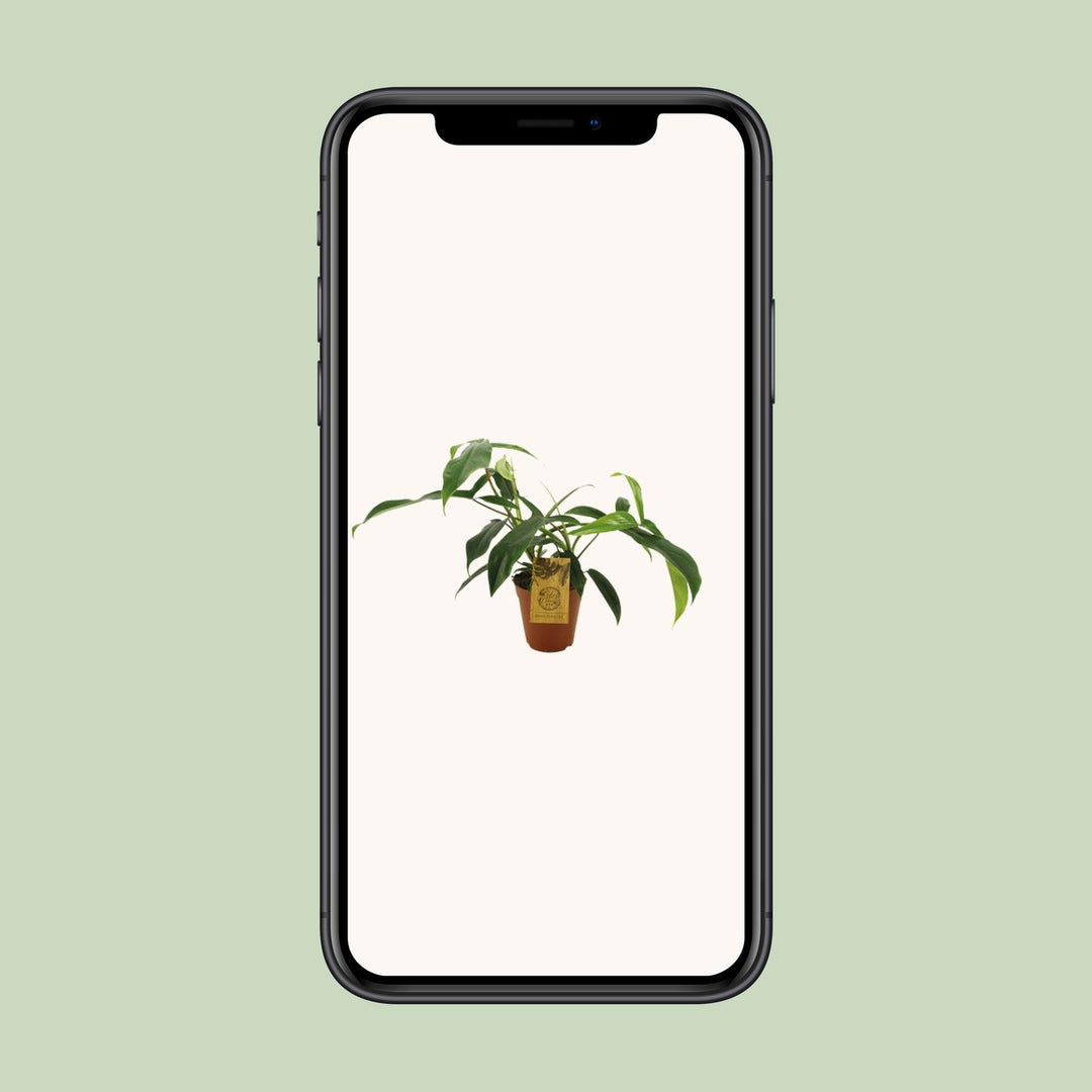 Philodendron 69686 "bette waterbury" - Ø15cm - ↕50cm