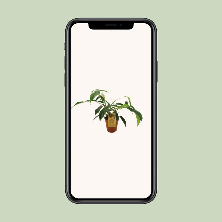Philodendron 69686 "bette waterbury" - Ø15cm - ↕50cm