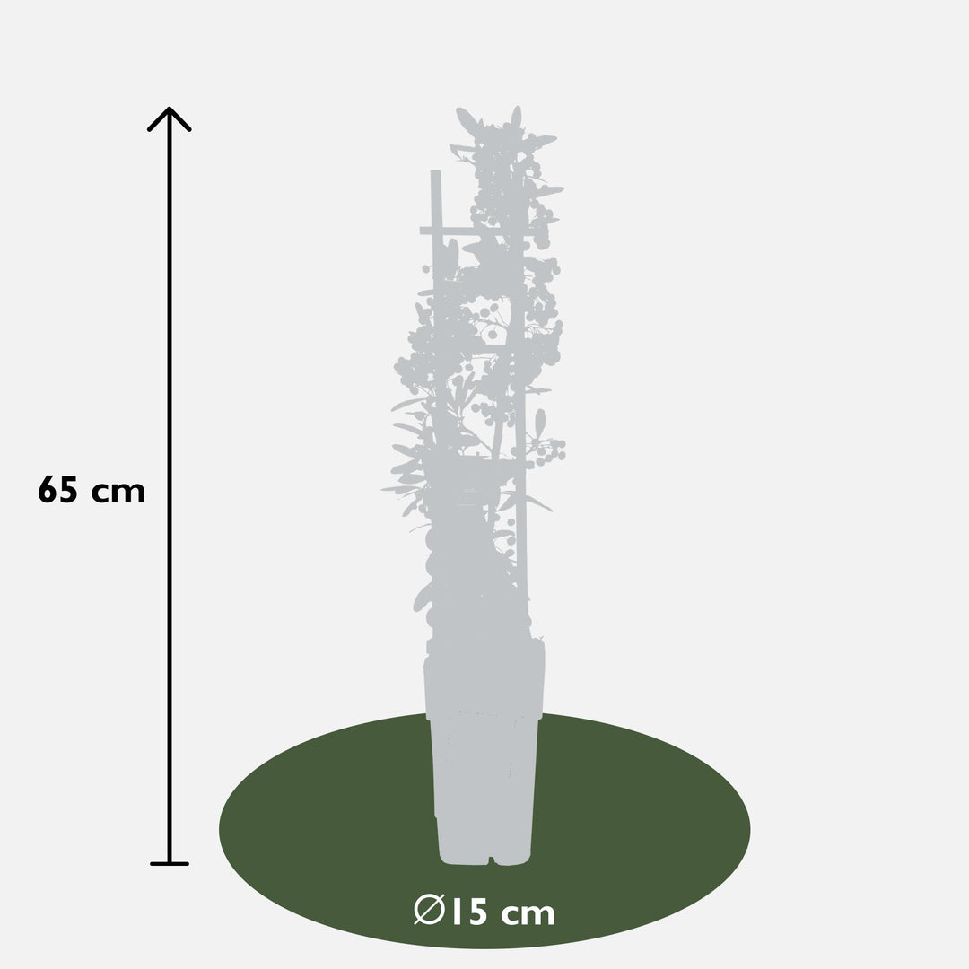 Pyracantha coccinea Red Star - Ø23cm - ↕75cm - Ø15 - ↨65cm
