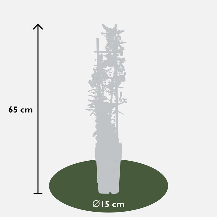 Pyracantha coccinea Red Star - Ø23cm - ↕75cm - Ø15 - ↨65cm