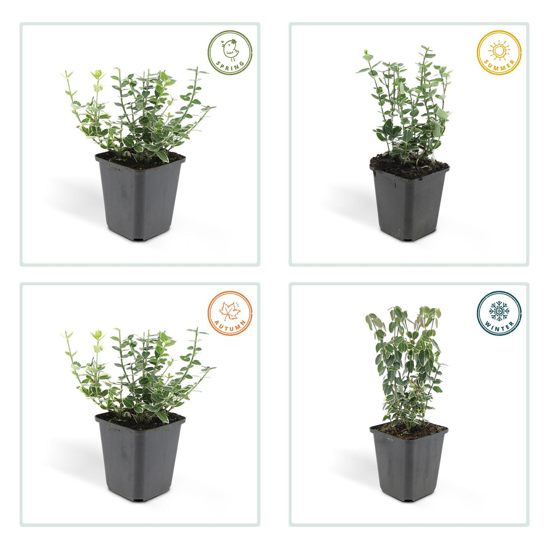 12x Euonymus fort. 'Emerald Gaiety' - ↕10-25cm - Ø9cm