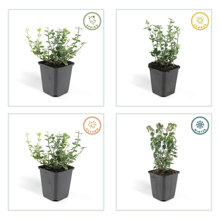12x Euonymus fort. 'Emerald Gaiety' - ↕10-25cm - Ø9cm