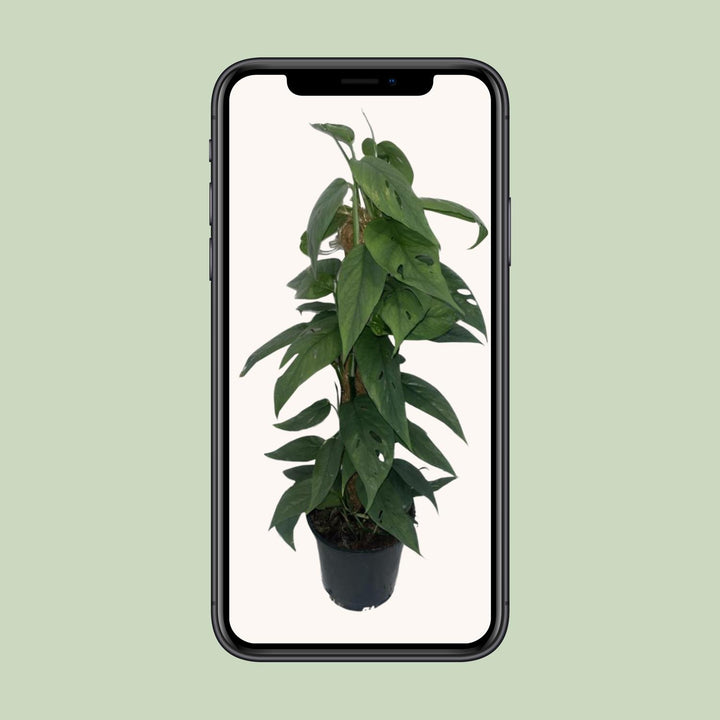 Epipremnum Cebu Blue mosstok - Ø15cm - ↕60cm