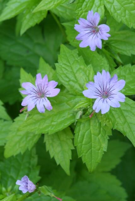12x Geranium nodosum - ↕10-25cm - Ø9cm