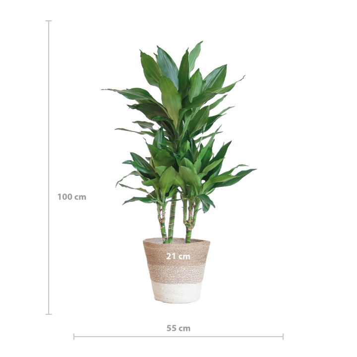 Dracaena  Janet Lindt met mand Lissabon wit - 95cm - Ø21