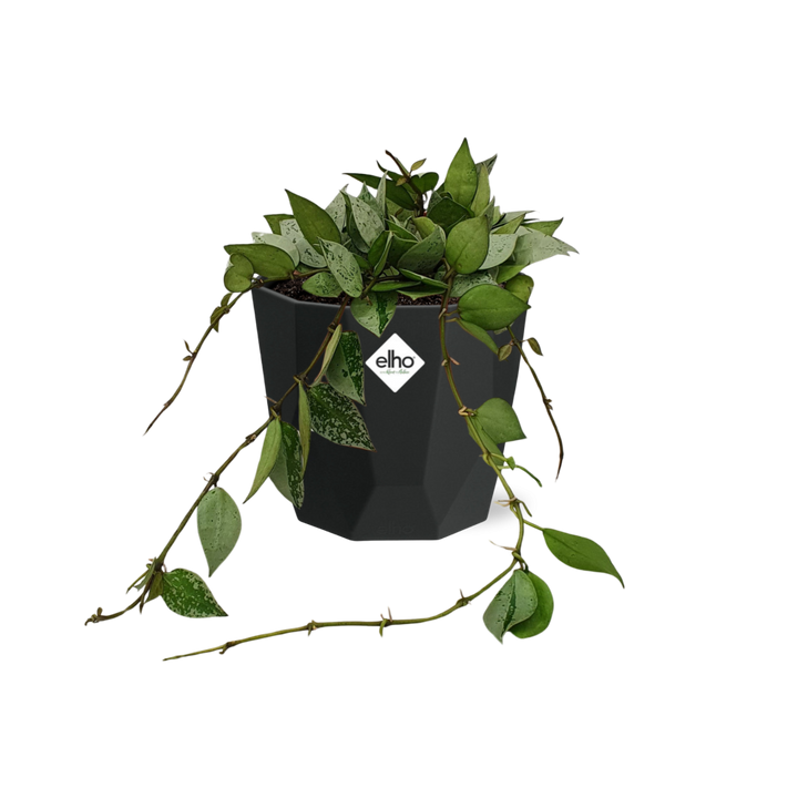 Hoya Krohniana Eskimo in 14cm b.for rock living black