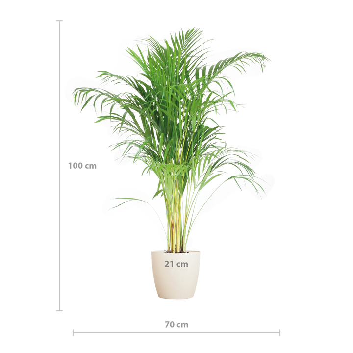 Areca Palm (Dypsis) met Viber wit - 100cm - Ø21