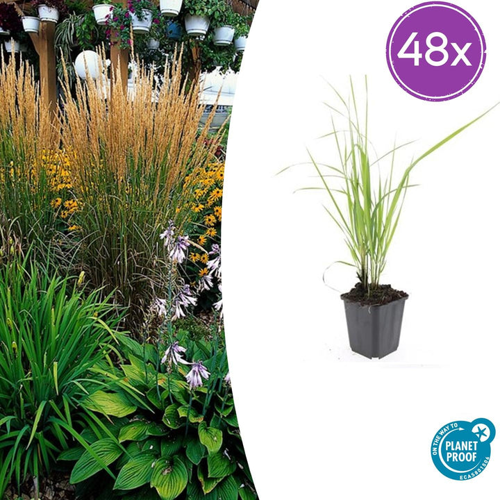 48x Calamagrostis acut. 'Karl Foerster'  - ↕10-25cm - Ø9cm