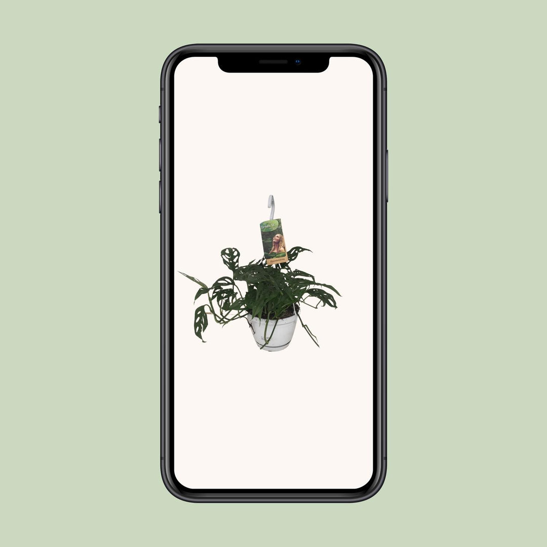 Monstera Obliqua - Ø17cm - ↕40cm