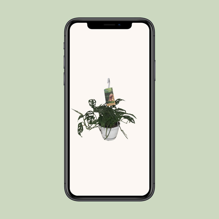 Monstera Obliqua - Ø17cm - ↕40cm