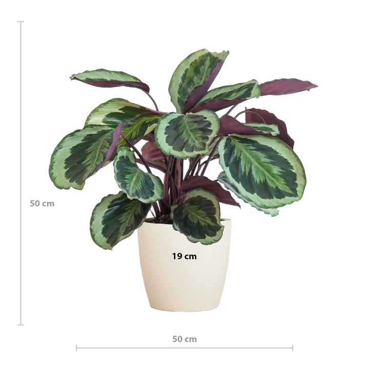 Calathea Medaillon met Viber wit - 65cm - Ø19