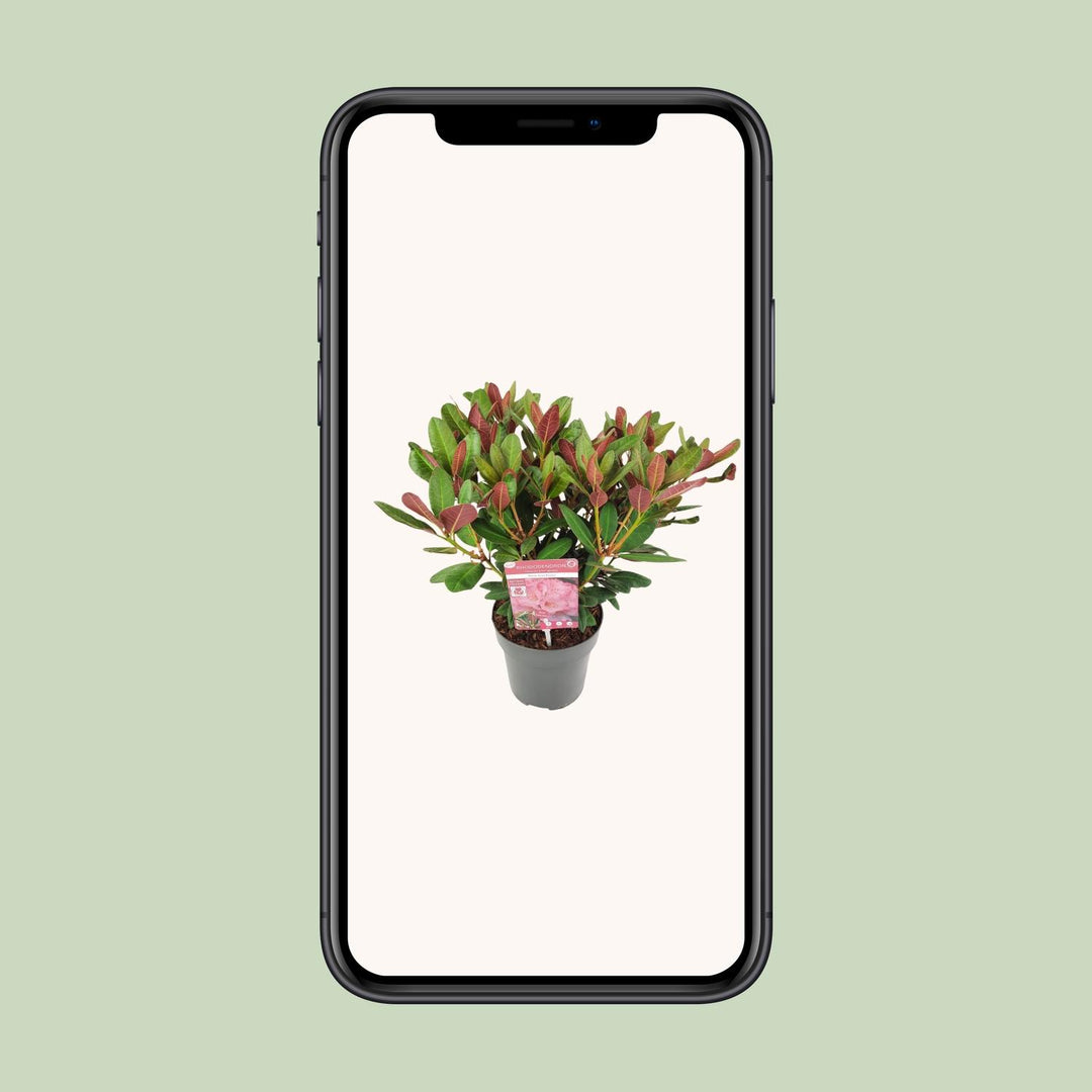 Rhododendron 'Wine & Roses'- Ø19 ↕45