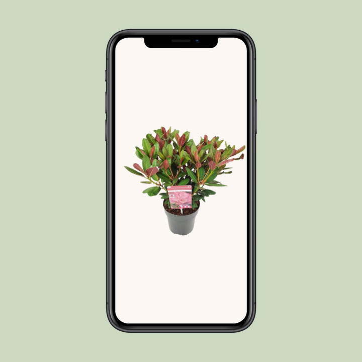 Rhododendron 'Wine & Roses'- Ø19 ↕45