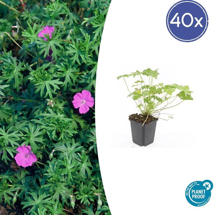 40x Geranium 'Tiny Monster' - ↕10-25cm - Ø9cm