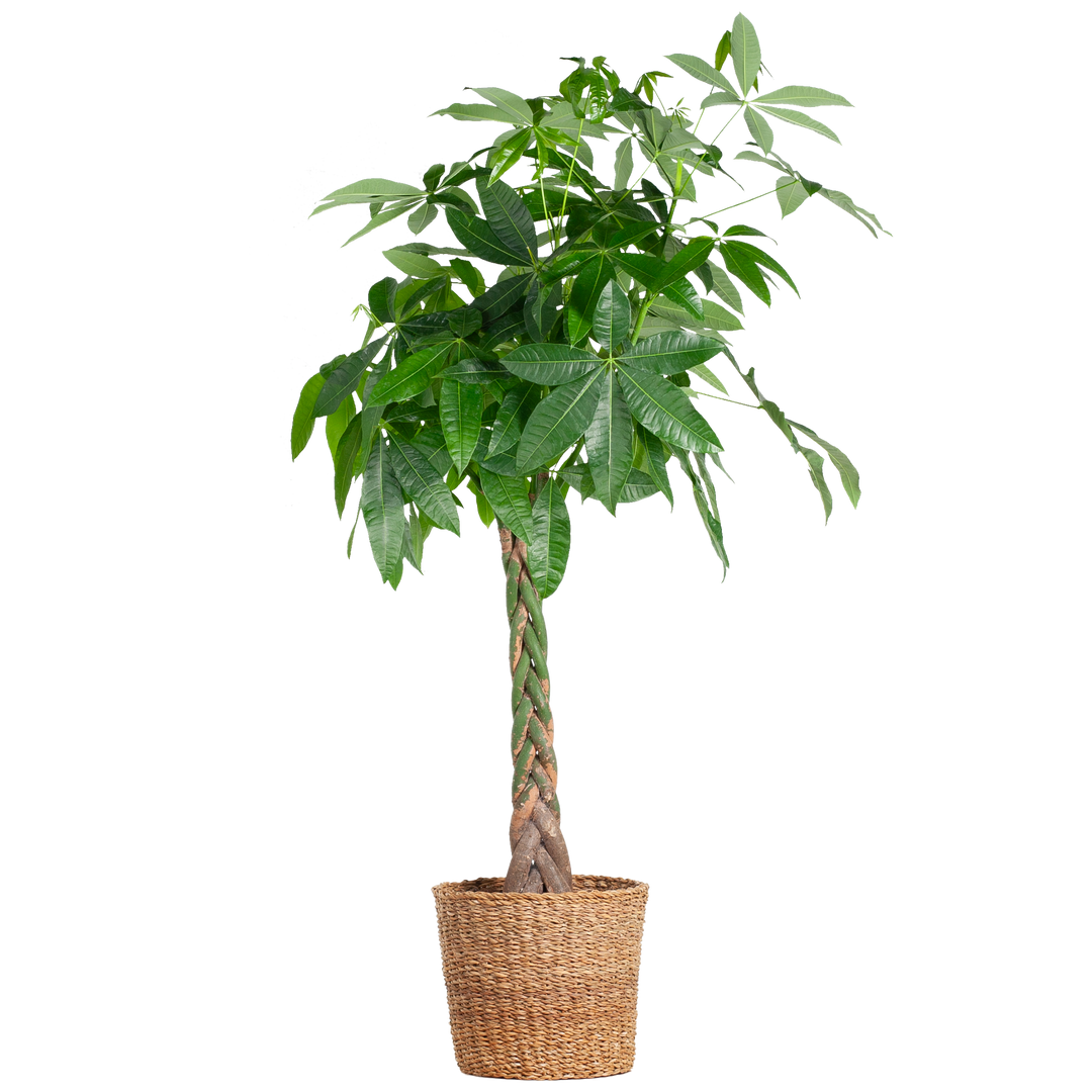 Pachira Aquatica XL met Torun mand - 140cm - Ø24