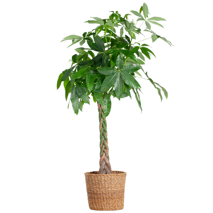 Pachira Aquatica XL met Torun mand - 140cm - Ø24