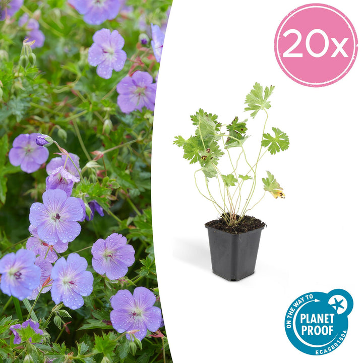 20x Geranium Rozanne - ↕10-25cm - Ø9cm