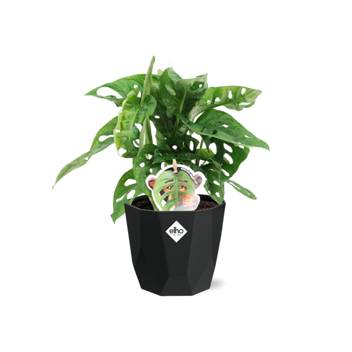 Monstera ‘Monkey Leaf’ in 14cm b.for rock living black