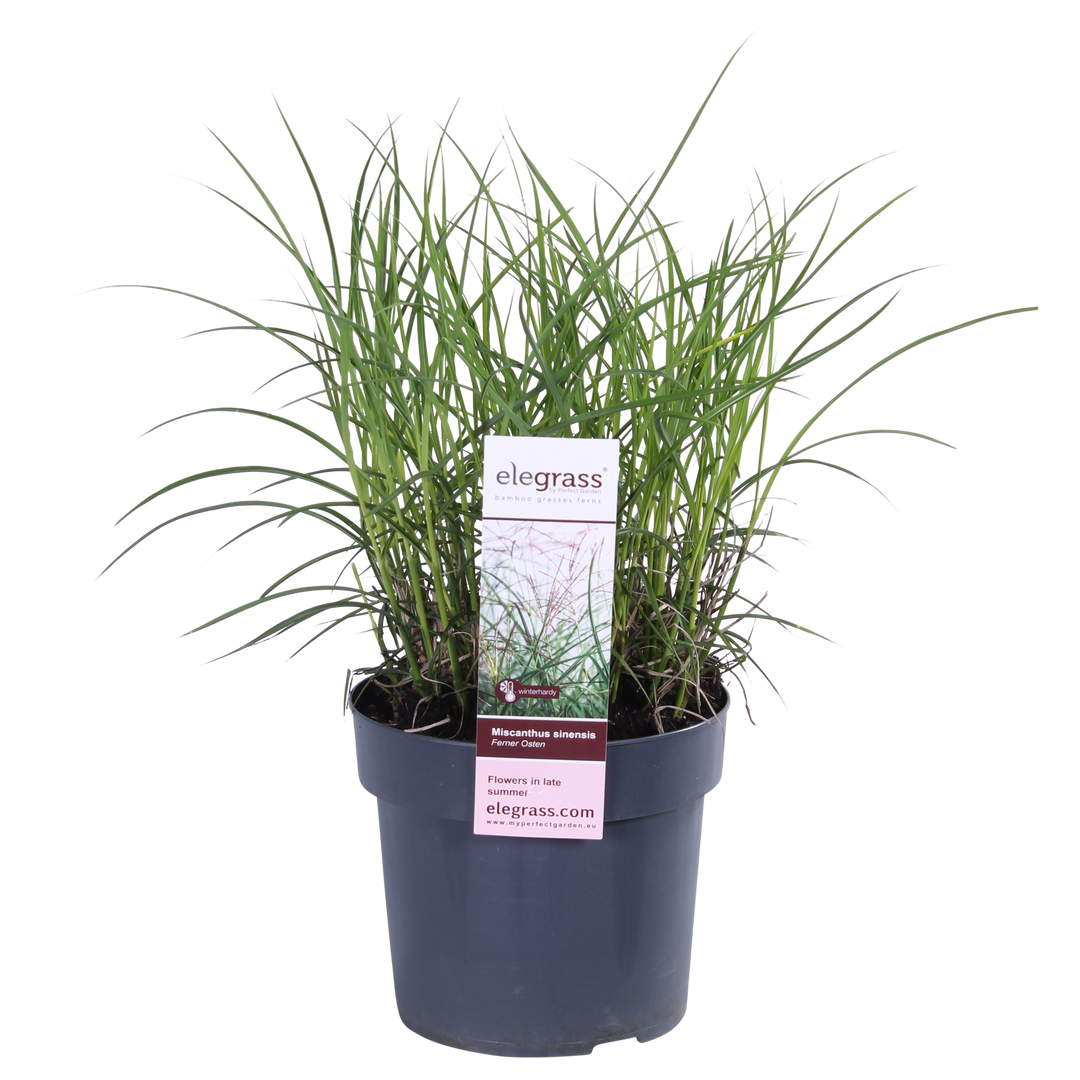 Miscanthus sinensis Ferner Osten - Ø19cm - ↕50cm - Ø19 - ↨50cm