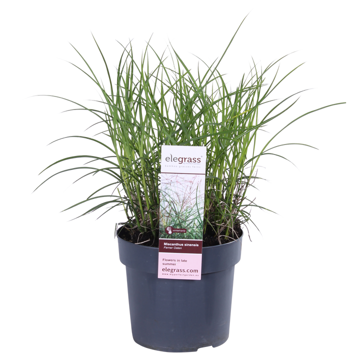 Miscanthus sinensis Ferner Osten - Ø19cm - ↕50cm - Ø19 - ↨50cm