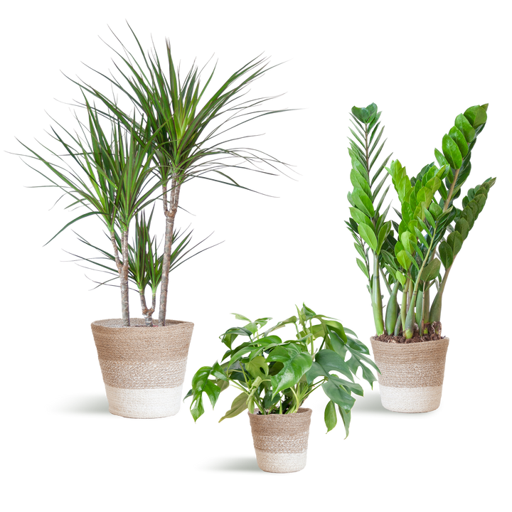 Schaduw Plantenbox - medium - met mand Lissabon wit