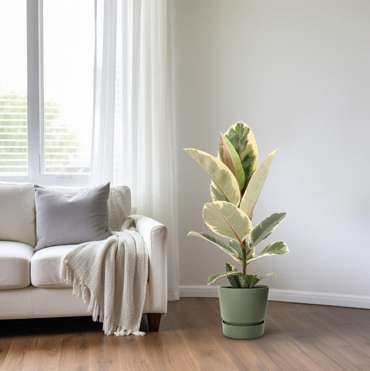 Ficus Elastica Tineke - Ø17cm - ↕55cm