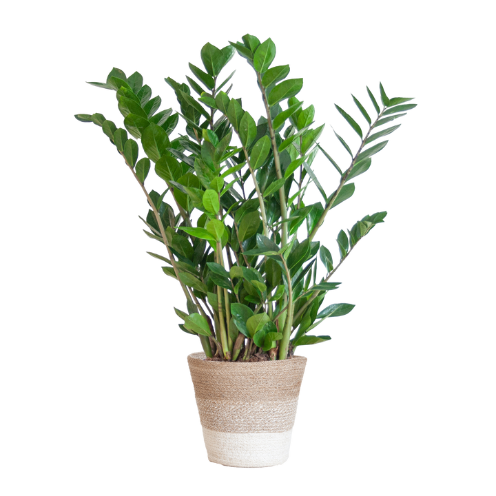 Zamioculcas Zamiifolia met Mand Lissabon wit  - 80cm - Ø21