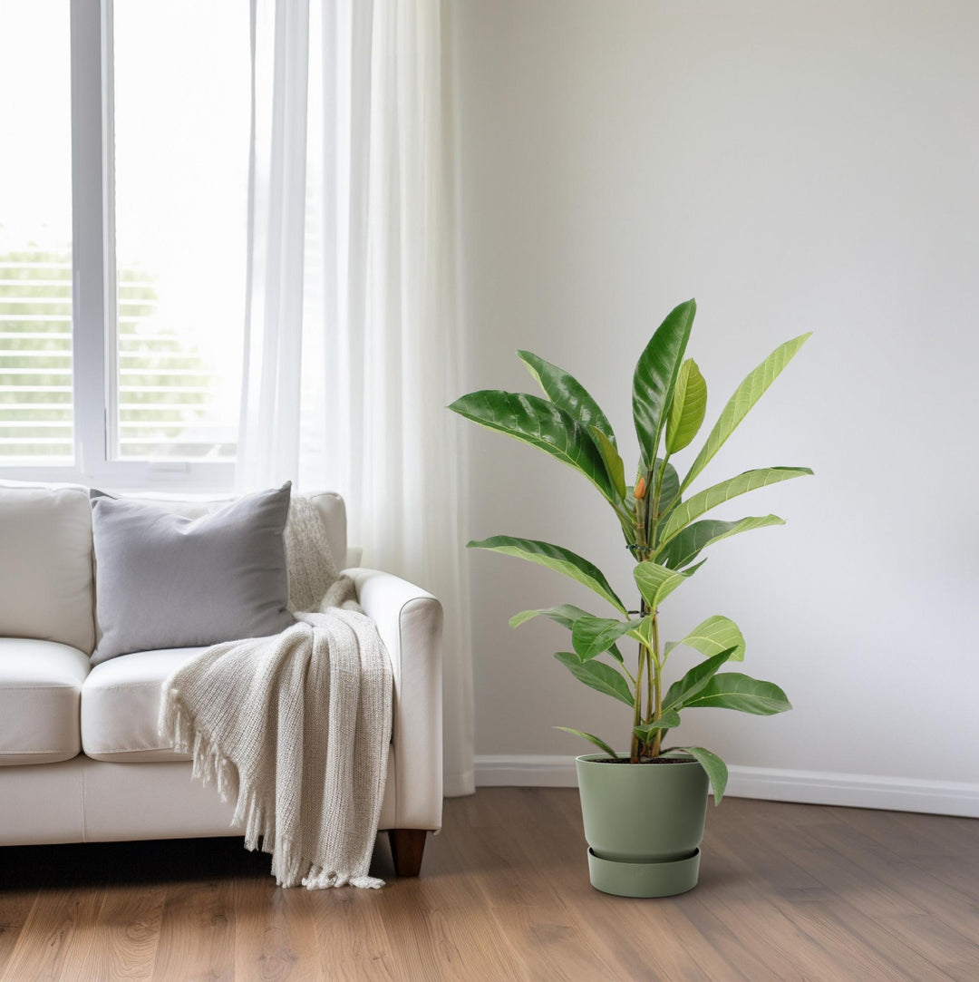 Ficus Benghalensis Roy (R) - Ø17cm - ↕70cm