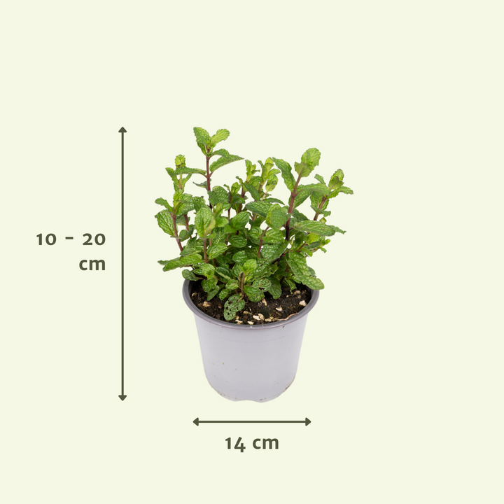 PROMO - Tuinkruiden Mix - 4 stuks - Ø14cm - ↕18cm