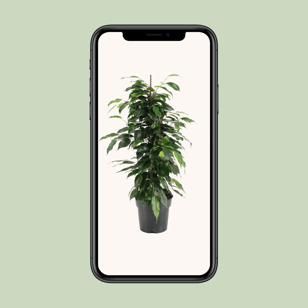 Ficus Benjamina Danielle - Ø17cm - ↕70cm