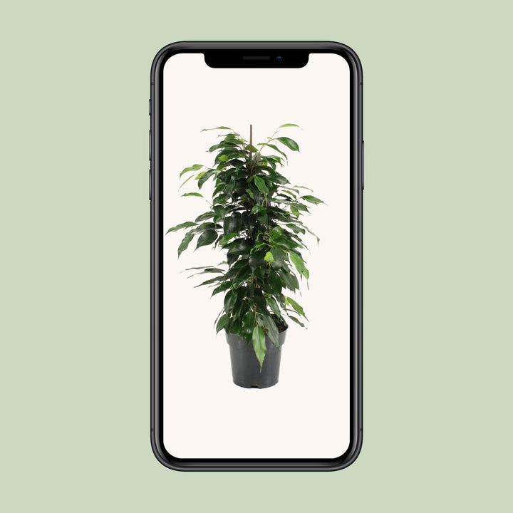 Ficus Benjamina Danielle - Ø17cm - ↕70cm